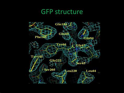 gfp green fluorescent protein  kitija kaulina powerpoint
