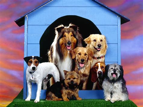 honden wallpapers en honden achtergronden