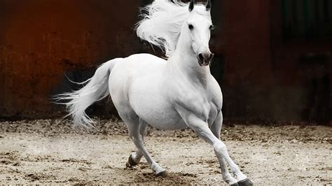 white stallion andalusian horse hd animals wallpapers hd wallpapers id