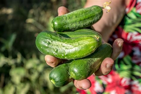 how to pick cucumbers for their peak perfection