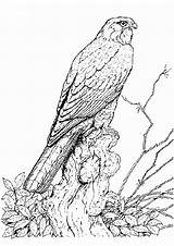 Falcon Coloring Pages Animals Vogels Birds Printable Kleurplaten Vogel Van Roofvogel Kb sketch template