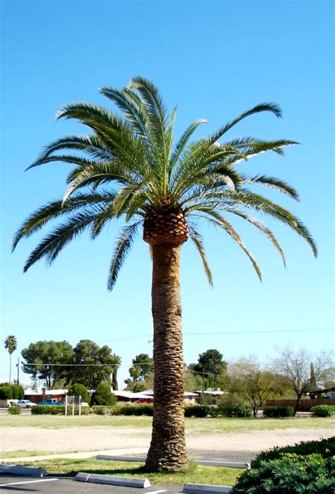 date palm tree pictures images   date palm trees