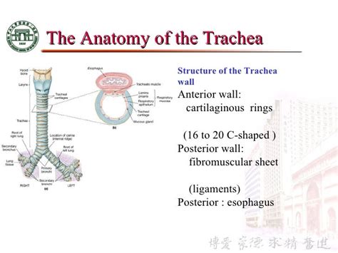 Trachea Windpipe Definition Anatomy Function Diagram