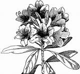 Rhododendron Drawing Clipart Flower Etc Cliparts Getdrawings Medium Large Library Usf Edu sketch template