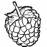 Coloring Pages Raspberries Post sketch template