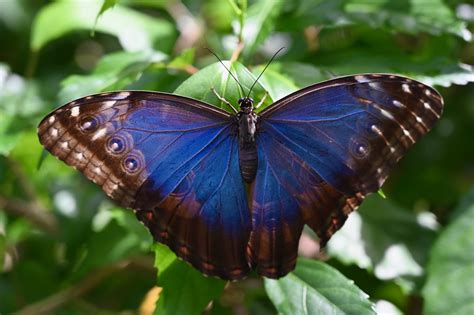blue morpho butterfly   steve kremer