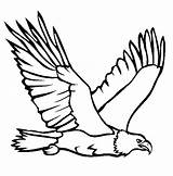 Eagle Bald Coloring Pages Printable Color Animals Mewarnai Gambar Memorial Anak Clip Elang Auburn Bird Print sketch template