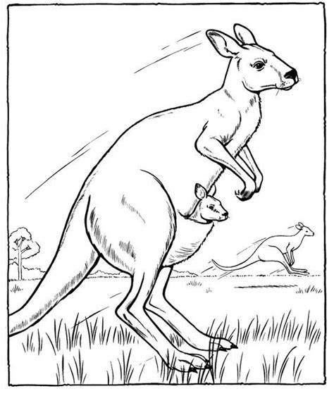 omeletozeu animal drawings kangaroo drawing animal coloring pages