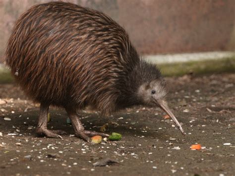 zealands kiwi bird   danger  disappearing readers digest