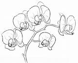 Orchidee Ausdrucken Kostenlos sketch template