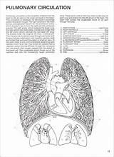 Anatomy Coloring Human Dover Publications Designlooter sketch template