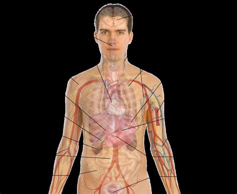 diagram internal organs human body organs anatomy human medicinebtg torso reproductive