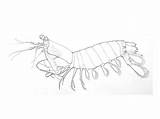 Shrimp Mantis sketch template