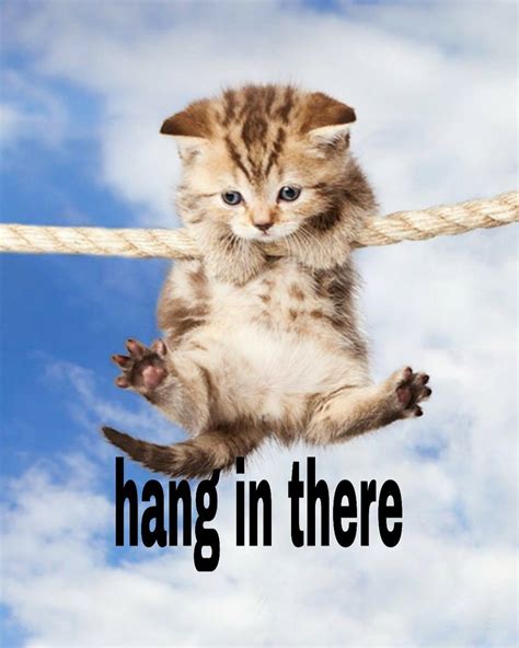 hang   cats animals hanging