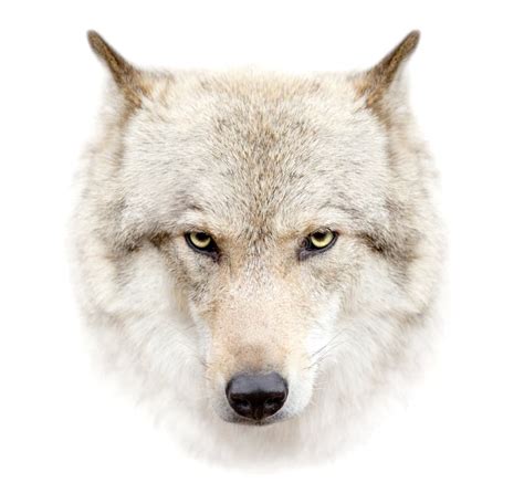 wolf face  white background stock image image  danger face