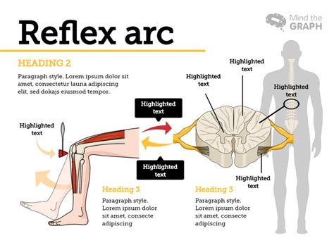 reflex arc medical illustrations   infographic layout mind