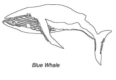 blue whale coloring page animals town animals color sheet blue