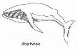 Whale Balena Colorat Desene Baleine Planse Animalstown Printable Balene Salbatice Animale Imagini Designlooter Coloriages Mamifere sketch template