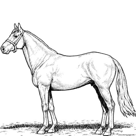 horse stallion coloring page printable