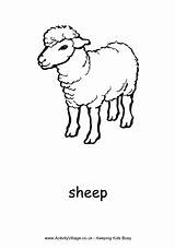 Sheep Colouring Pages Farm Animal Animals Village Activity Explore sketch template