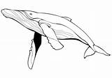 Whale Blue Coloring Drawing Pages Line Whales Printable Color Print Categories Drawings Supercoloring Public sketch template