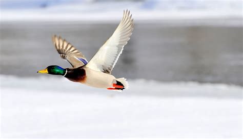 flying duck flickr photo sharing