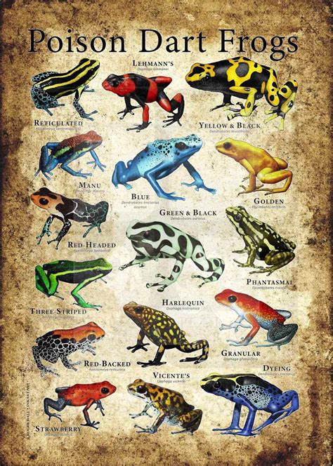 poison dart frogs poster print