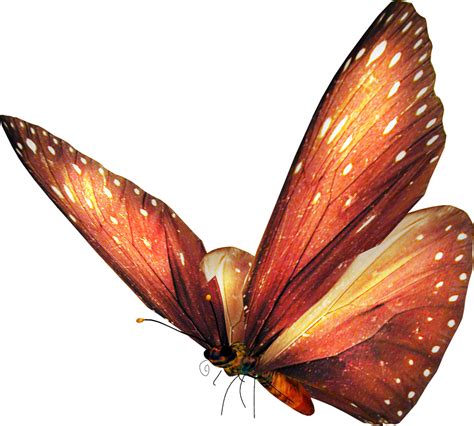 mariposas png sin fondo free logo image
