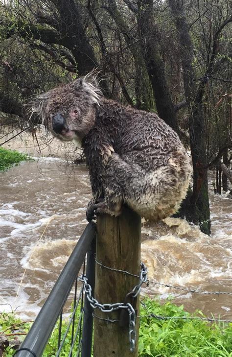 adelaide hills resident russell latter photograph of soaked koala