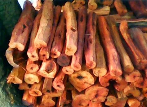 khasiat  manfaat tanaman kayu secang bibitbungacom