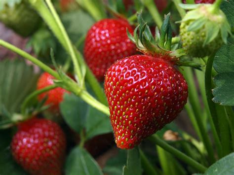 growing  caring  organic strawberries modern farmer