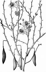 Palo Verde Parkinsonia Torreyana Tree Etc Clipart Large Usf Edu Original sketch template