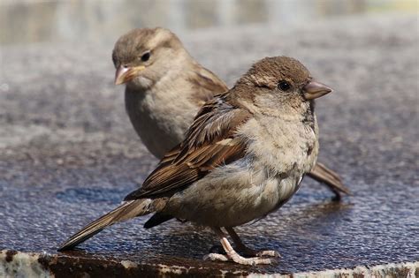 world sparrow day     facts   house sparrow