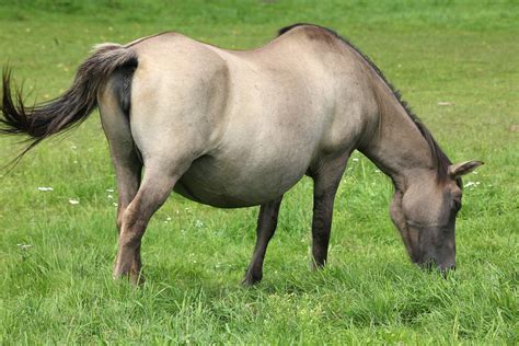 foaling  horses symptoms  diagnosis treatment recovery