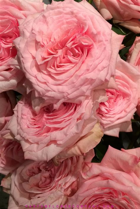 premium scented garden rose pink ohara