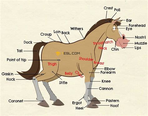parts   horse  horse anatomy  pictures esl