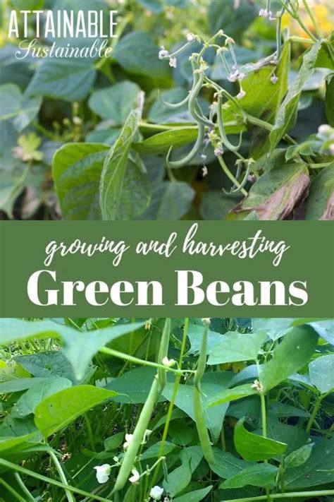 favorite aquaponics indoor   growing green beans growing