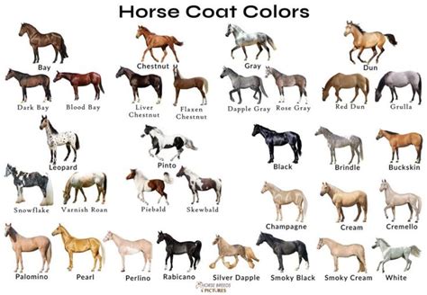 horse colors  pictures horsebreedspicturescom horse