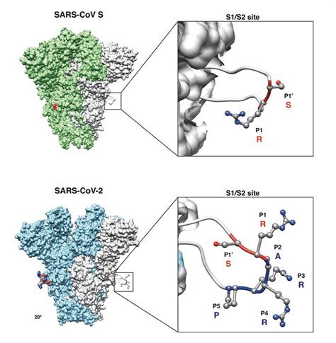proteolytic activation   sars   spike ss site sound