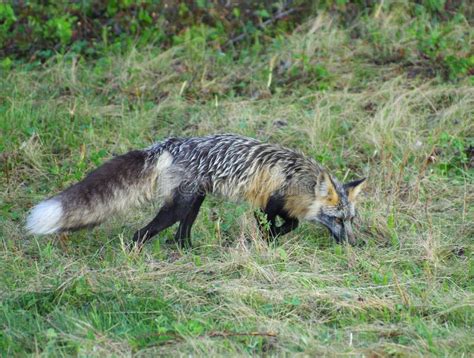 cross fox stock photo image  cute furry animal wilderness