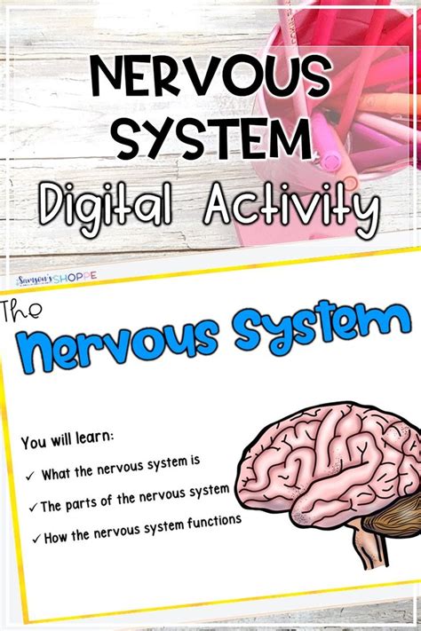 nervous human body system digital notebook activity   human