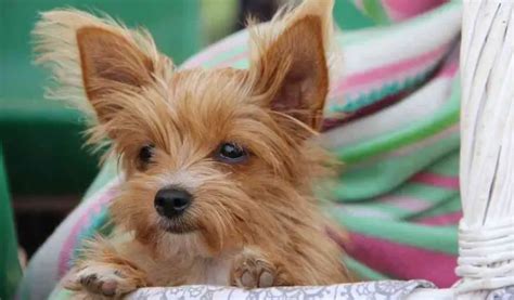 cute small dog breeds small fluffy dog breeds