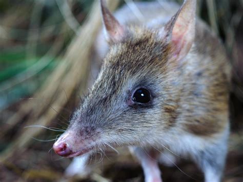 nrm north project   protect  eastern barred bandicoot gold