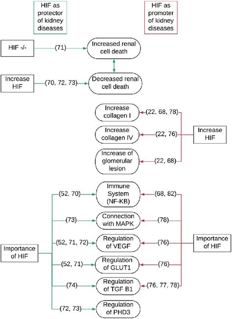 schematic representation   relationship   scientific diagram