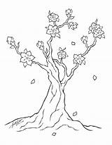 Blossom Cherry Tree Coloring Line Drawing Pages Simple Printable Drawings Japanese Kids Lineart Deviantart Dragon Description Popular sketch template