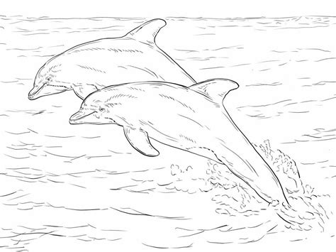 alantic bottlenose dolphins coloring page  printable coloring