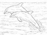 Dolphins Bottlenose Coloring Colorear Delfines Nariz Dolphin Alantic Atlantic Supercoloring Botella sketch template