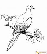 Coloring Bird Mourning Dove Pages Kids Feeder sketch template