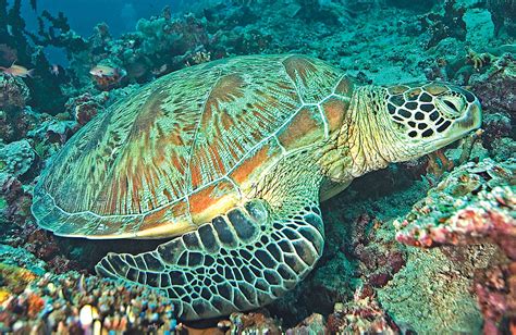 interesting dive buddy  green sea turtle scuba diving news