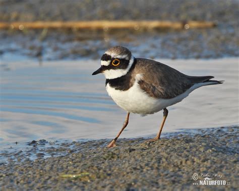 ringed plover pictures  ringed plover images naturephoto